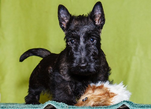 ����� �� �������!